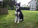 Photo: Alaskan malamute (Dog standard)