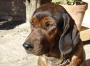 Photo: Alpine dachsbracke (Dog standard)