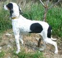 Photos: Ariege-hound (Dog standard) (pictures, images)