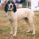 Photos: Ariege-hound (Dog standard) (pictures, images)