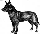 Photo: Australian kelpie (Dog standard)