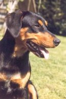 Photos: Austrian pinscher (Dog standard) (pictures, images)