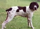 Photo: Auvergne pointer (Dog standard)