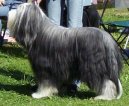 Photo: Bearded collie (Dog standard)