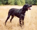 Photo: Blue picardy spaniel (Dog standard)