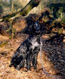 Photo: Blue picardy spaniel (Dog standard)