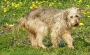 Photo: Bosnian broken-haired hound-called barak (Dog standard)