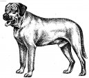 Photo: Broholmer (Dog standard)