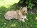 Photo: Cairn terrier (Dog standard)