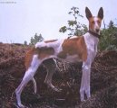 Photo: Canarian warren hound (canarian podenco) (Dog standard)