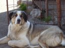 Photo: Central asia shepherd dog (Dog standard)