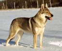 Photo: Chechoslovakian wolfdog (Dog standard)