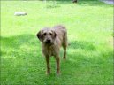 Photo: Coarse-haired styrian hound (Dog standard)