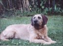 Photo: Coarse-haired styrian hound (Dog standard)