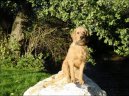 Photo: Coarse-haired styrian hound (Dog standard)