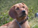 Photo: Coarse-haired styrian hound (Dog standard)