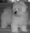 Photo: Coton de tulear (Dog standard)