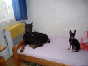Photos: Dobermann (Dog standard) (pictures, images)