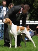 Photos: English pointer (Dog standard) (pictures, images)