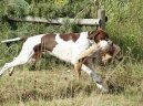 Photos: English pointer (Dog standard) (pictures, images)