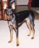 Photo: English toy terrier (Dog standard)