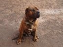 Photos: Fila brasileiro (Dog standard) (pictures, images)