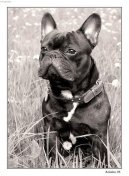 Photos: French bulldog (Dog standard) (pictures, images)