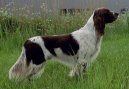 Photo: French spaniel (Dog standard)