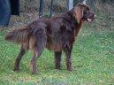 Photo: German long-haired pointing dog (Dog standard)
