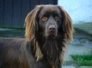 Photo: German long-haired pointing dog (Dog standard)