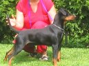 Photo: German pinscher (Dog standard)