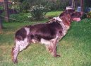 Photos: German spaniel (Dog standard) (pictures, images)