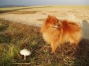 Photos: German spitz miniature spitz (Dog standard) (pictures, images)