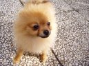 Pomeranian spitz food