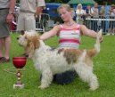 Photo: Grand griffon vendeen (Dog standard)