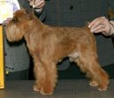 Photo: Griffon bruxellois (Dog standard)