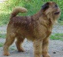 Photo: Griffon bruxellois (Dog standard)