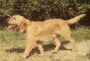 Photos: Griffon fauve de bretagne (Dog standard) (pictures, images)