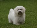 Photo: Havanese (Dog standard)