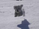 Photo: Havanese (Dog standard)