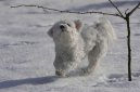 Photo: Havanese (Dog standard)