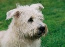 Photos: Irish glen of imaal terrier (Dog standard) (pictures, images)