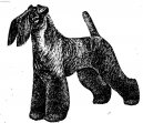 Photos: Kerry blue terrier (Dog standard) (pictures, images)