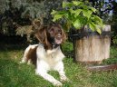 Photo: Kleiner munsterlander (Dog standard)