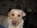 Photos: Labrador retriever (Dog standard) (pictures, images)