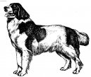 Photo: Landseer (Dog standard)