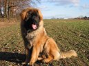 Photos: Leonberger (Dog standard) (pictures, images)