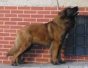 Photos: Leonberger (Dog standard) (pictures, images)
