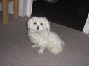 Photo: Maltese (Dog standard)