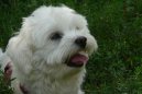 Photo: Maltese (Dog standard)